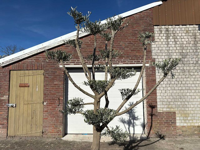 Olijfboom pompom - olea europaea - hoogte ca. 250 cm - afbeelding 7 van  10