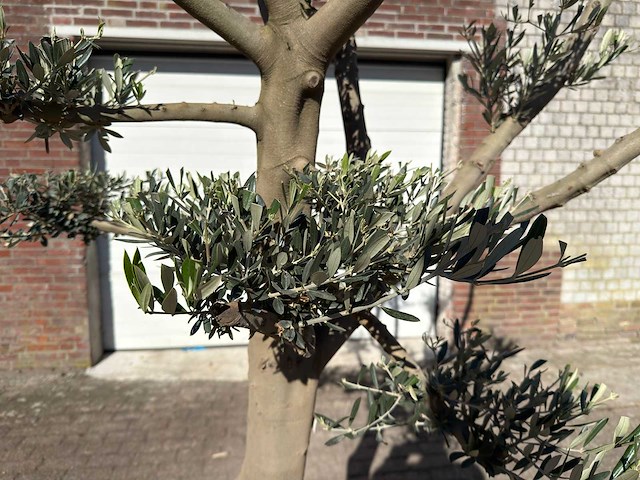 Olijfboom pompom - olea europaea - hoogte ca. 250 cm - afbeelding 8 van  10