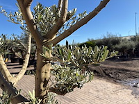 Olijfboom pompom - olea europaea - hoogte ca. 250 cm - afbeelding 9 van  10