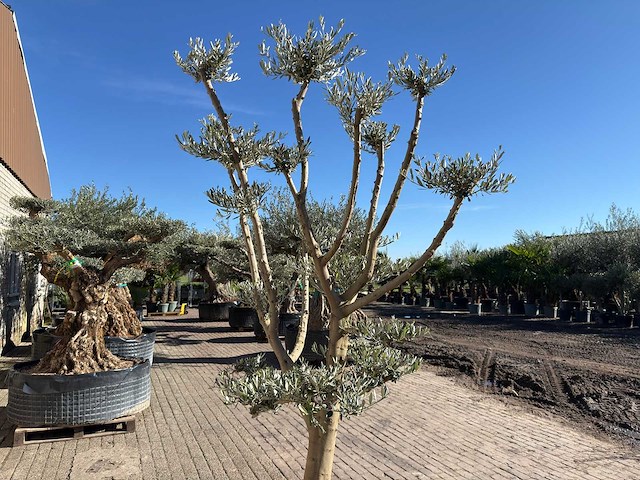 Olijfboom pompom - olea europaea - hoogte ca. 250 cm - afbeelding 10 van  10