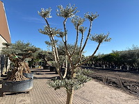 Olijfboom pompom - olea europaea - hoogte ca. 250 cm - afbeelding 10 van  10