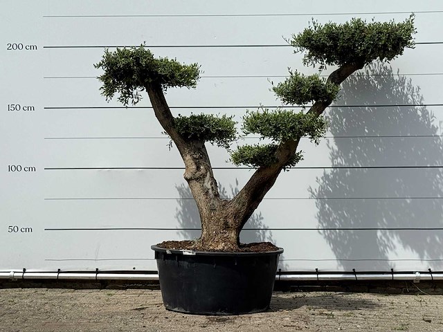 Olijfboom pompom xl - olea europaea - ca. 120 jaar oud - hoogte ca. 250 cm - afbeelding 1 van  6