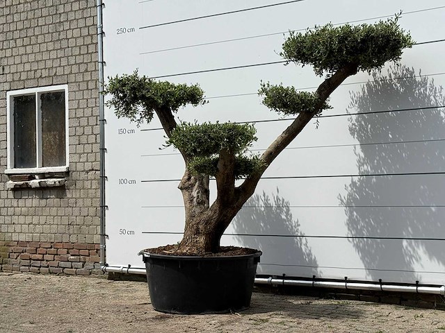 Olijfboom pompom xl - olea europaea - ca. 120 jaar oud - hoogte ca. 250 cm - afbeelding 2 van  6