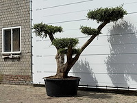 Olijfboom pompom xl - olea europaea - ca. 120 jaar oud - hoogte ca. 250 cm - afbeelding 2 van  6