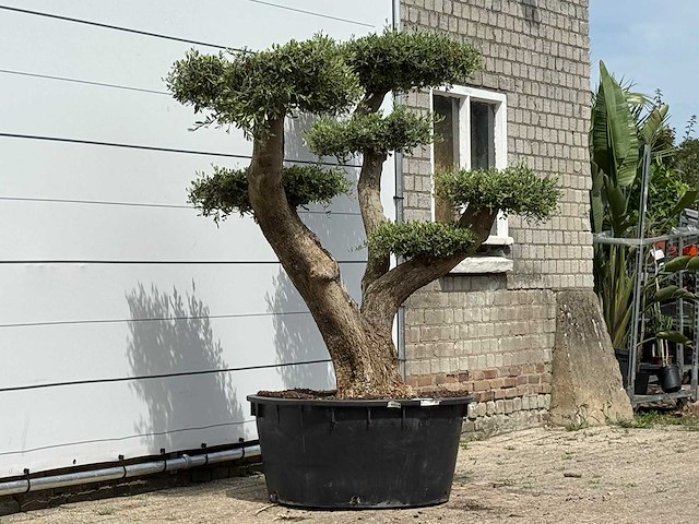 Olijfboom pompom xl - olea europaea - ca. 120 jaar oud - hoogte ca. 250 cm - afbeelding 3 van  6
