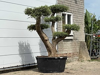 Olijfboom pompom xl - olea europaea - ca. 120 jaar oud - hoogte ca. 250 cm - afbeelding 3 van  6