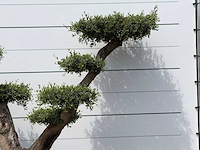 Olijfboom pompom xl - olea europaea - ca. 120 jaar oud - hoogte ca. 250 cm - afbeelding 4 van  6