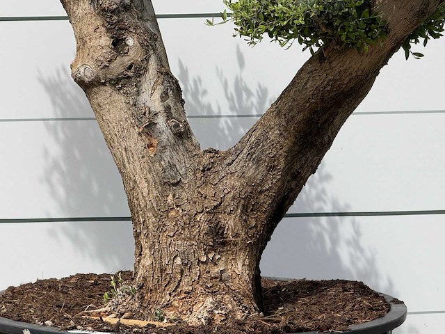 Olijfboom pompom xl - olea europaea - ca. 120 jaar oud - hoogte ca. 250 cm - afbeelding 6 van  6