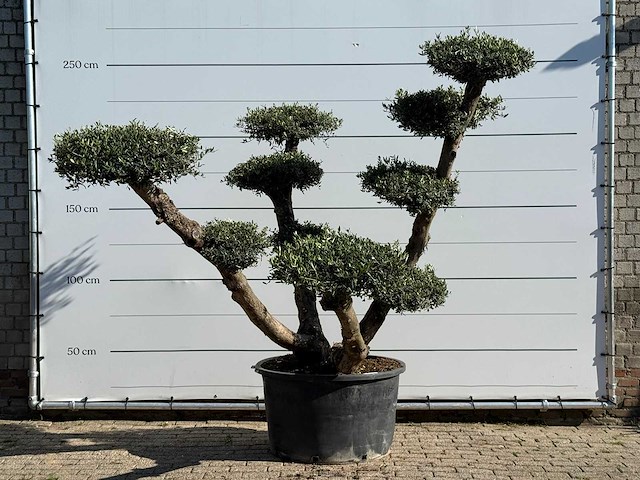 Olijfboom pompom xl - olea europaea - ca. 120 jaar oud - hoogte ca. 250 cm - afbeelding 1 van  4