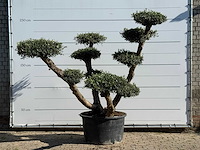 Olijfboom pompom xl - olea europaea - ca. 120 jaar oud - hoogte ca. 250 cm
