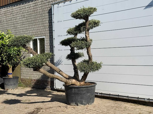 Olijfboom pompom xl - olea europaea - ca. 120 jaar oud - hoogte ca. 250 cm - afbeelding 2 van  4