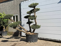 Olijfboom pompom xl - olea europaea - ca. 120 jaar oud - hoogte ca. 250 cm - afbeelding 2 van  4