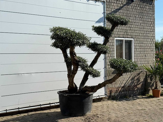Olijfboom pompom xl - olea europaea - ca. 120 jaar oud - hoogte ca. 250 cm - afbeelding 3 van  4