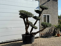 Olijfboom pompom xl - olea europaea - ca. 120 jaar oud - hoogte ca. 250 cm - afbeelding 3 van  4