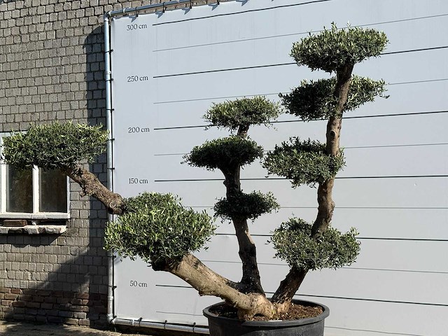 Olijfboom pompom xl - olea europaea - ca. 120 jaar oud - hoogte ca. 250 cm - afbeelding 4 van  4