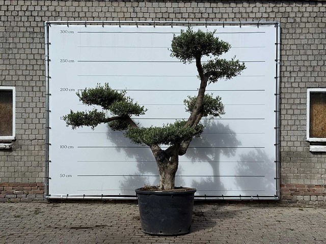 Olijfboom pompom xl - olea europaea - ca. 120 jaar oud - hoogte ca. 280 cm - afbeelding 1 van  3
