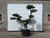 Olijfboom pompom xl - olea europaea - ca. 120 jaar oud - hoogte ca. 280 cm - afbeelding 1 van  3