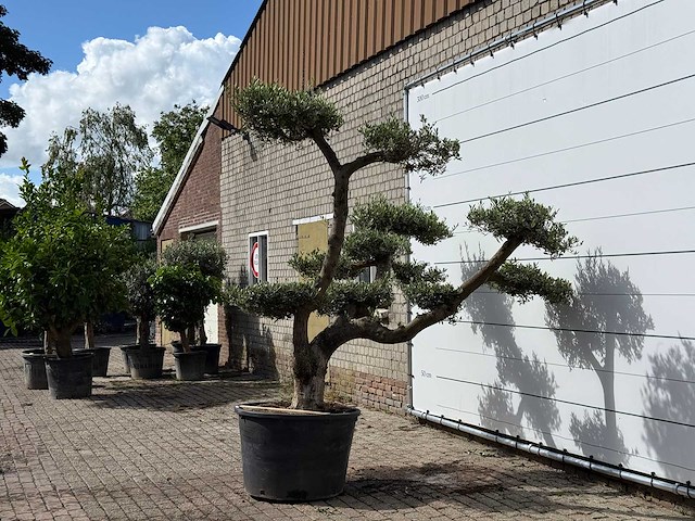 Olijfboom pompom xl - olea europaea - ca. 120 jaar oud - hoogte ca. 280 cm - afbeelding 2 van  3