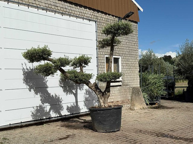 Olijfboom pompom xl - olea europaea - ca. 120 jaar oud - hoogte ca. 280 cm - afbeelding 3 van  3