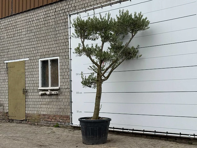 Olijfboom pompom xl - olea europaea - ca. 60 jaar oud - hoogte ca. 280 cm - afbeelding 2 van  3