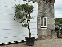 Olijfboom pompom xl - olea europaea - ca. 60 jaar oud - hoogte ca. 280 cm - afbeelding 3 van  3
