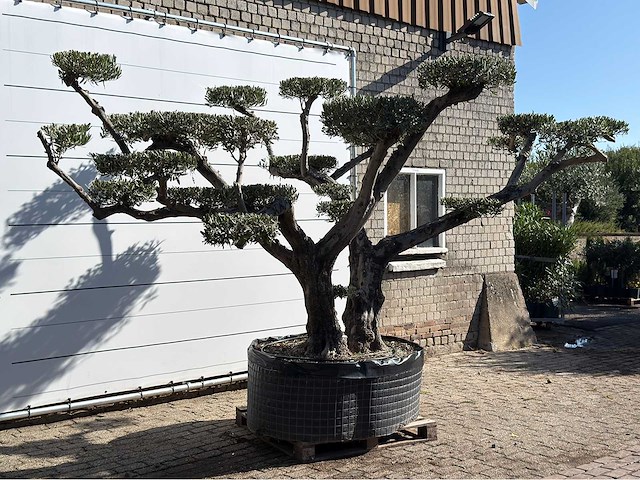 Olijfboom pompom xxl - olea europaea - ca. 200 jaar oud - hoogte ca. 280 cm - afbeelding 1 van  2