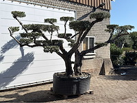 Olijfboom pompom xxl - olea europaea - ca. 200 jaar oud - hoogte ca. 280 cm - afbeelding 1 van  2