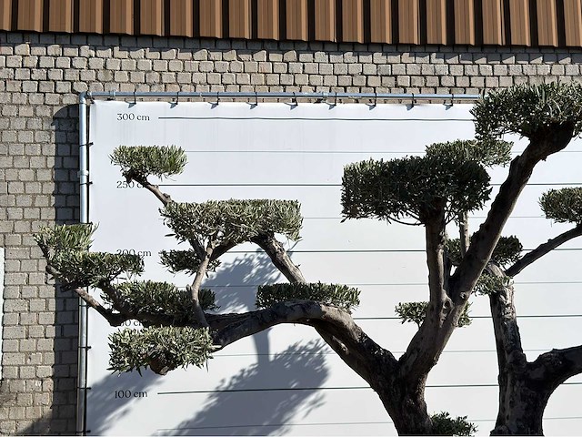 Olijfboom pompom xxl - olea europaea - ca. 200 jaar oud - hoogte ca. 280 cm - afbeelding 2 van  2