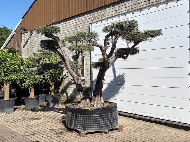 Olijfboom pompom xxl - olea europaea - ca. 200 jaar oud - hoogte ca. 280 cm - afbeelding 2 van  6