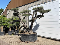 Olijfboom pompom xxl - olea europaea - ca. 200 jaar oud - hoogte ca. 280 cm - afbeelding 2 van  6