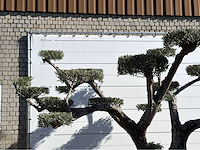 Olijfboom pompom xxl - olea europaea - ca. 200 jaar oud - hoogte ca. 280 cm - afbeelding 4 van  6