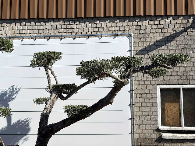 Olijfboom pompom xxl - olea europaea - ca. 200 jaar oud - hoogte ca. 280 cm - afbeelding 5 van  6
