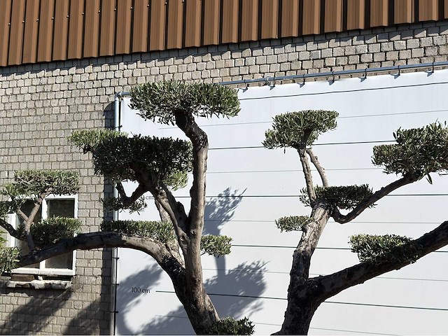 Olijfboom pompom xxl - olea europaea - ca. 200 jaar oud - hoogte ca. 280 cm - afbeelding 6 van  6