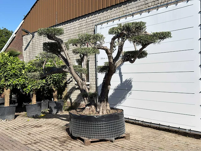 Olijfboom pompom xxl - olea europaea - ca. 200 jaar oud - hoogte ca. 280 cm - afbeelding 2 van  6