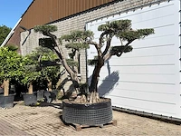 Olijfboom pompom xxl - olea europaea - ca. 200 jaar oud - hoogte ca. 280 cm - afbeelding 2 van  6