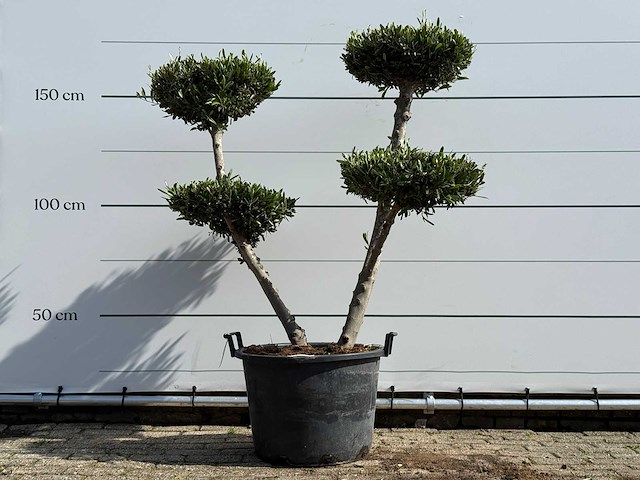 Olijfboom pompon - olea europaea - ca. 40 jaar oud - hoogte ca. 180 cm - afbeelding 1 van  4