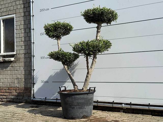 Olijfboom pompon - olea europaea - ca. 40 jaar oud - hoogte ca. 180 cm - afbeelding 2 van  4