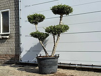 Olijfboom pompon - olea europaea - ca. 40 jaar oud - hoogte ca. 180 cm - afbeelding 2 van  4