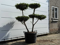 Olijfboom pompon - olea europaea - ca. 40 jaar oud - hoogte ca. 180 cm - afbeelding 3 van  4