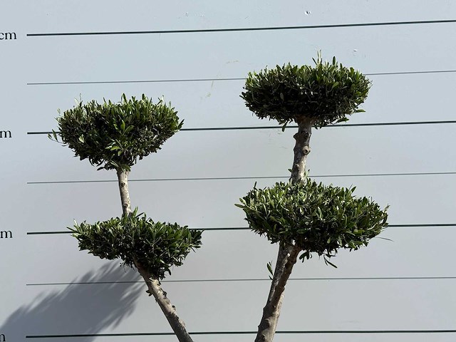 Olijfboom pompon - olea europaea - ca. 40 jaar oud - hoogte ca. 180 cm - afbeelding 4 van  4