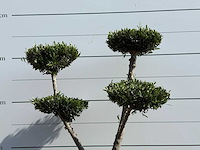 Olijfboom pompon - olea europaea - ca. 40 jaar oud - hoogte ca. 180 cm - afbeelding 4 van  4