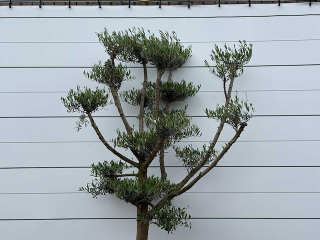 Olijfboom pompon - olea europaea - ca. 40 jaar oud - hoogte ca. 250 cm - afbeelding 1 van  1