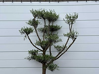 Olijfboom pompon - olea europaea - ca. 40 jaar oud - hoogte ca. 250 cm - afbeelding 1 van  1
