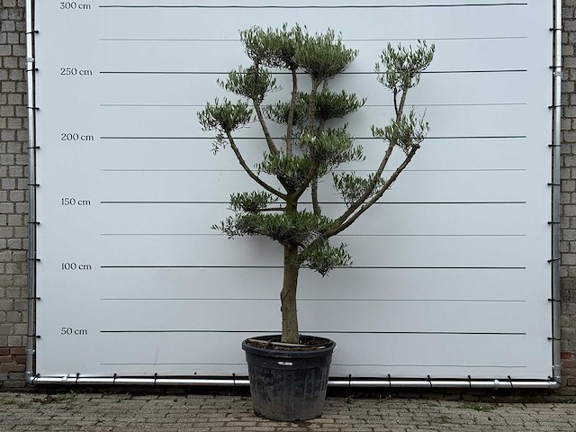 Olijfboom pompon - olea europaea - ca. 40 jaar oud - hoogte ca. 270 cm - afbeelding 1 van  5