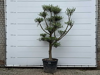 Olijfboom pompon - olea europaea - ca. 40 jaar oud - hoogte ca. 270 cm - afbeelding 1 van  5