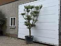 Olijfboom pompon - olea europaea - ca. 40 jaar oud - hoogte ca. 270 cm - afbeelding 2 van  5