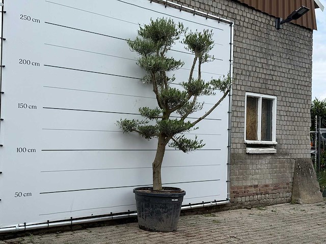 Olijfboom pompon - olea europaea - ca. 40 jaar oud - hoogte ca. 270 cm - afbeelding 3 van  5