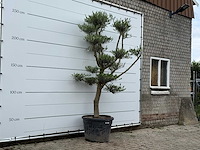 Olijfboom pompon - olea europaea - ca. 40 jaar oud - hoogte ca. 270 cm - afbeelding 3 van  5
