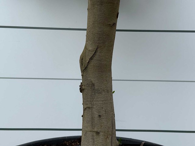 Olijfboom pompon - olea europaea - ca. 40 jaar oud - hoogte ca. 270 cm - afbeelding 5 van  5