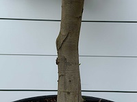 Olijfboom pompon - olea europaea - ca. 40 jaar oud - hoogte ca. 270 cm - afbeelding 5 van  5